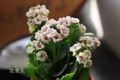 伽蓝菜的花语是什么？ 大吉大利福寿吉庆