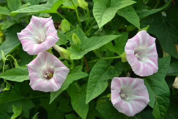 打碗花介绍 怎么区分打碗花和牵牛花