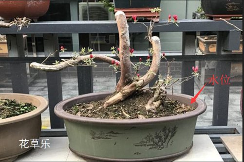 杜鹃花怎样浇水，花开得才艳丽而且花期又长